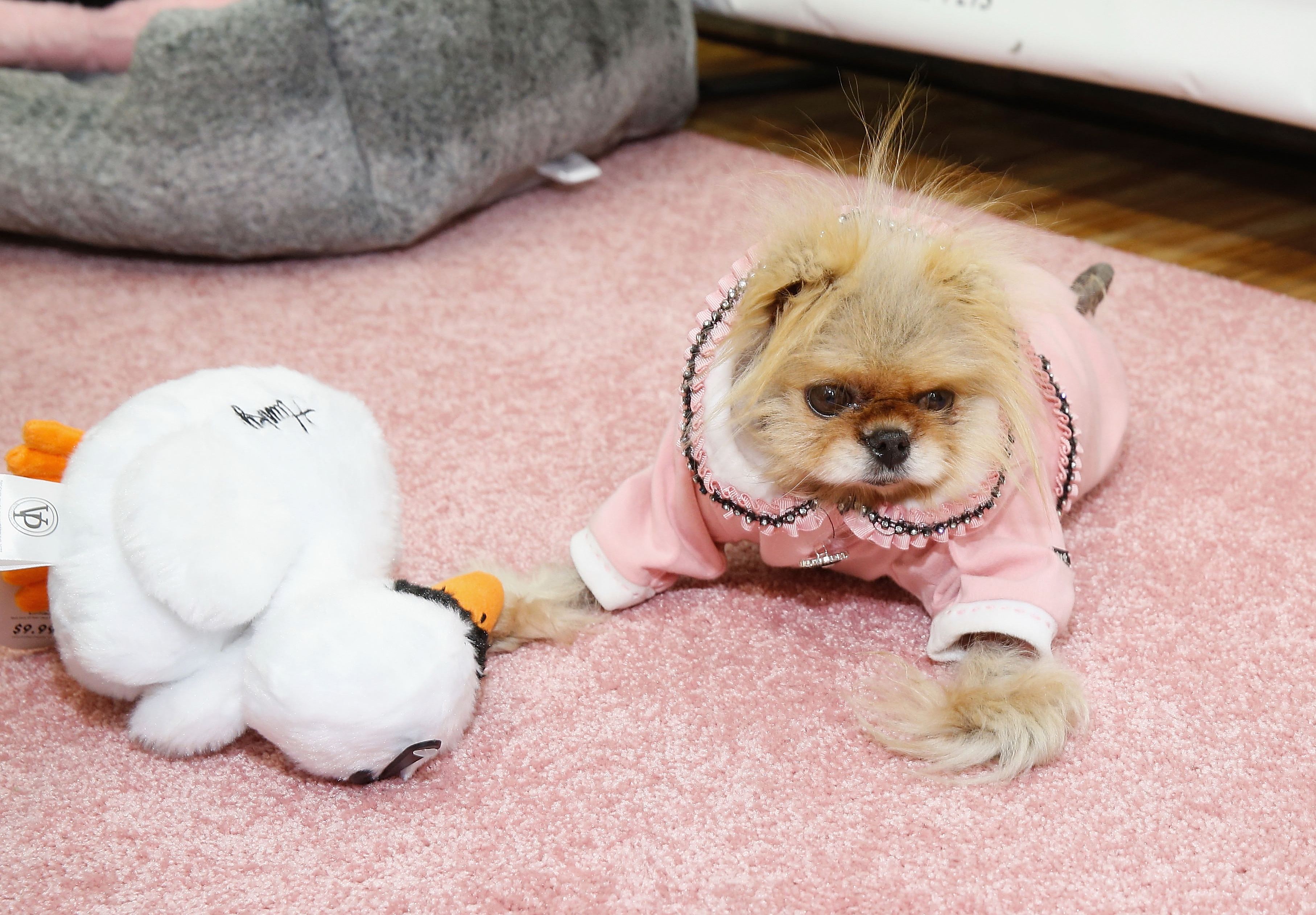 Vanderpump dog toys 2025