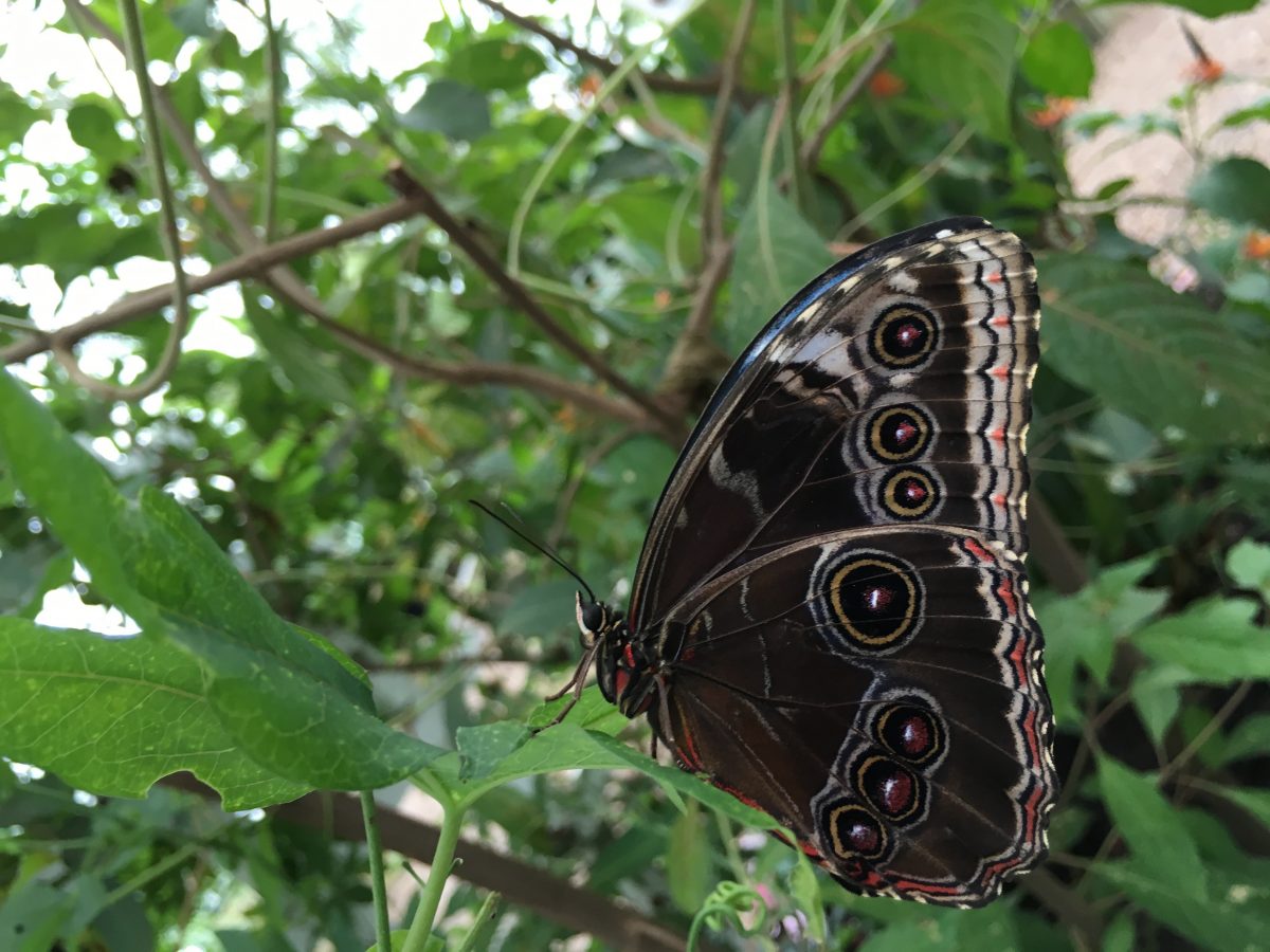 London Butterflies-3