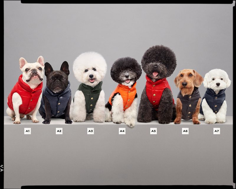 Best in Show: Moncler Introduces Its Iconic Puffer for Dogs - Daily Front  Row