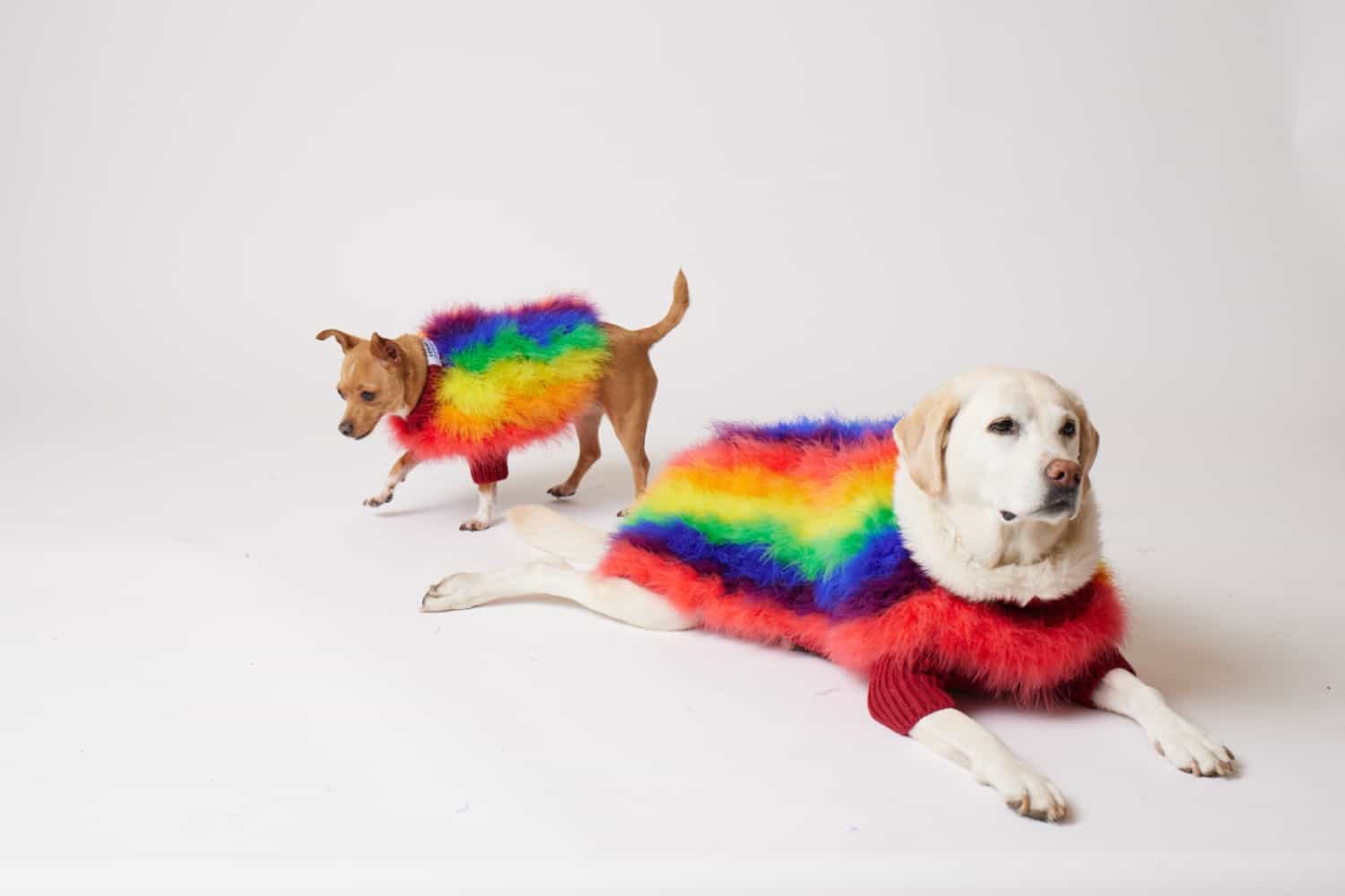 Editor's Pick: Christian Cowan x maxbone 'Rainbow Jumper' Pet Pride Sweater  - Daily Front Row