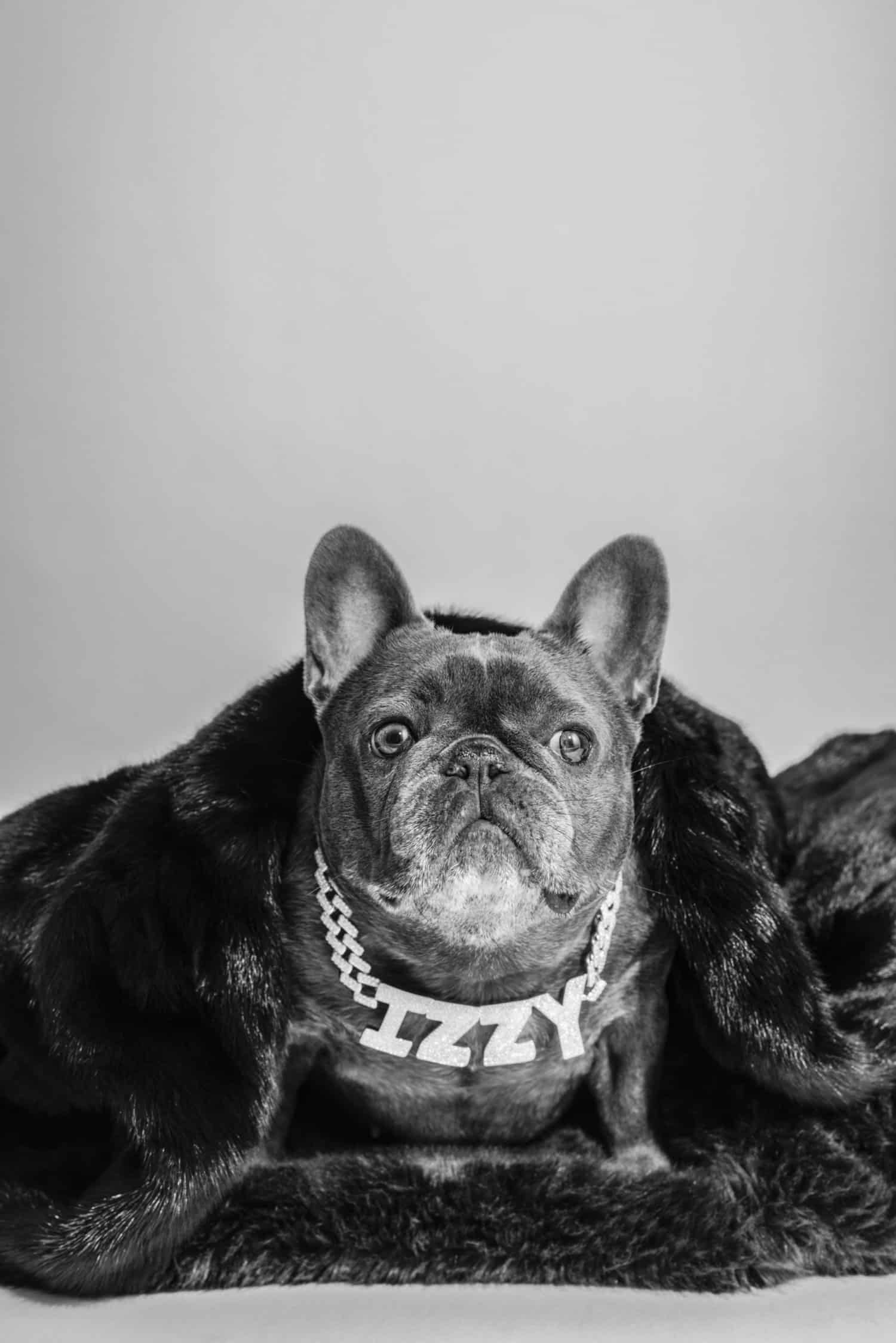 All I need. French bulldog, traveling, Louis Vuitton