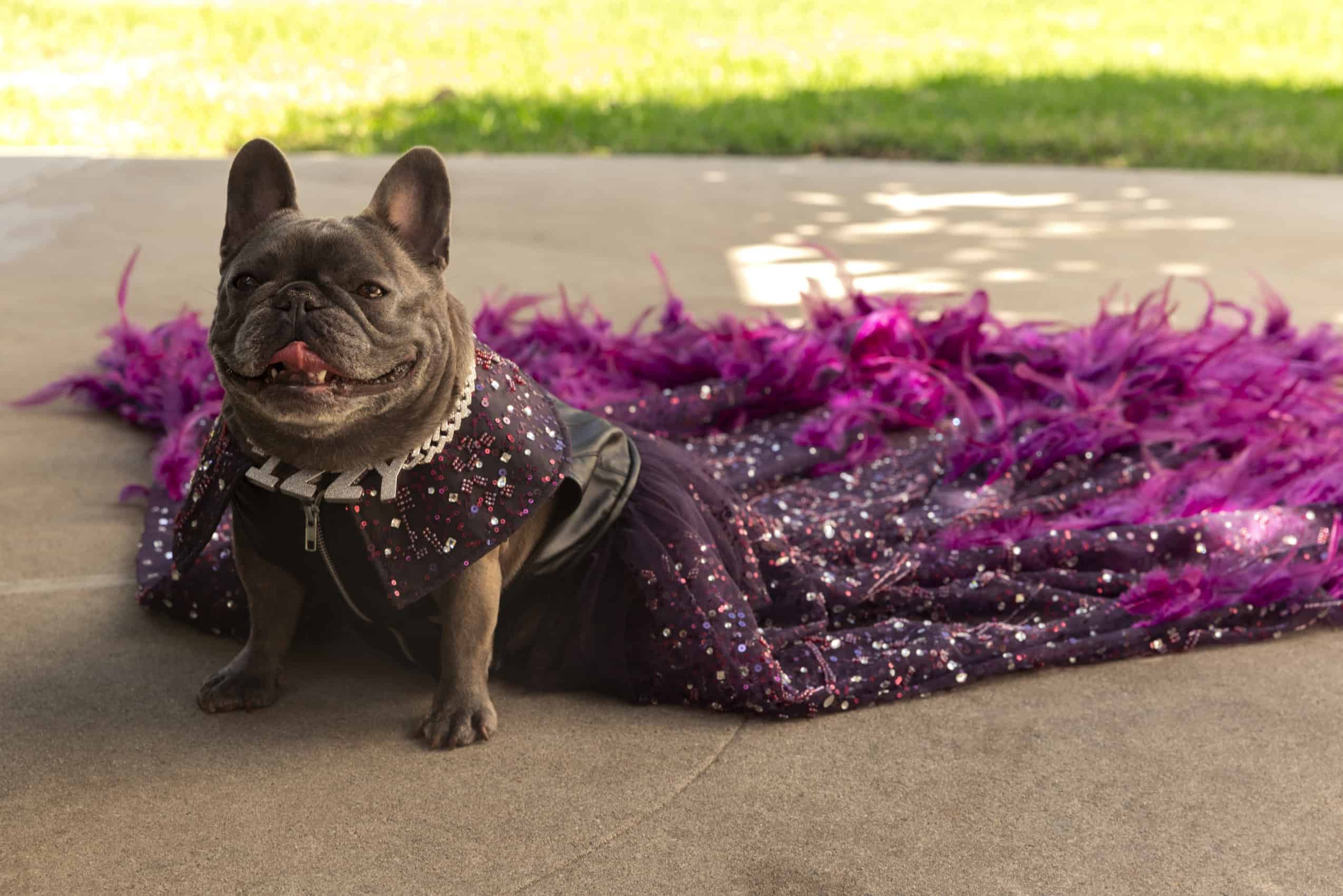 Izzy the Frenchie Has Become Izzy the Entrepreneur –